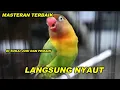 Download Lagu PANCINGAN MASTERAN LOVEBIRD NGEKEK KONSLET FIGHTER MINOR