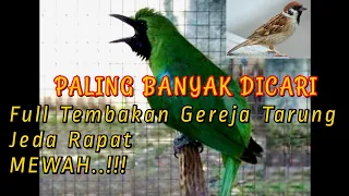 Download Masteran Khusus CUCAK IJO Full Tembakan Gereja Tarung Jeda Rapat Speed Mewah MP3