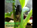 Download Lagu 😱WUJUD SERANGGA TONGGERET || TONGERET || CICADA 🤩