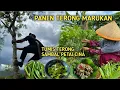 Lagu MEMETIK TERONG MARUKAN | Merawat Terong, Panen dan Masak Tumis Terong Sambal Petai China / Lamtoro