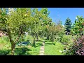 Download Lagu Living Museum of Lost Fruits - Beautiful Huge Community Garden in Omegna / Italy