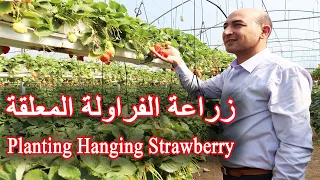 زراعة و رعاية الفراولة المعلقة Planting And Caring For Hanging Strawberries 