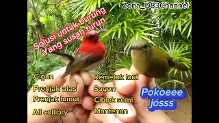 Download Suara pikat semua burung kecil#pikat#burung#kecil#part1 MP3