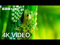 Download Lagu Breathtaking Nature in 4K | BBC Earth