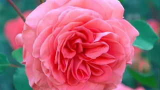 مصطفي مضوي انا المهجور في الدنيا 