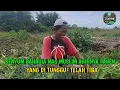 Lagu YANG DI TUNGGU , SENYUM BAHAGIA MAS MUSLIM PANEN DAUN BAWANG 40 KILO