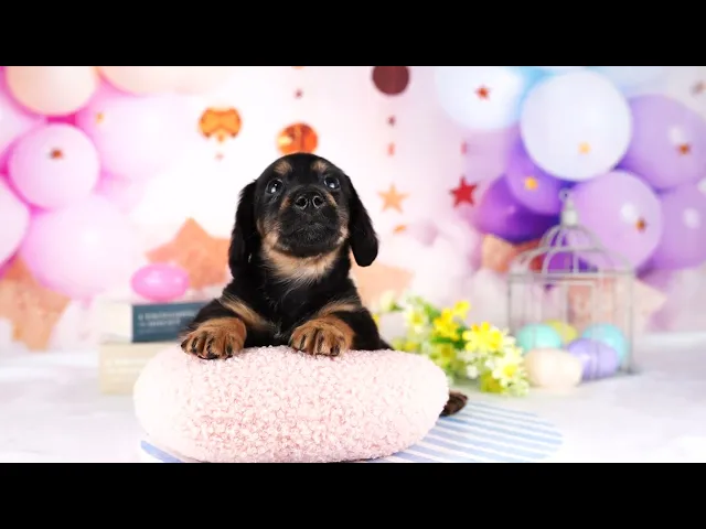 動画