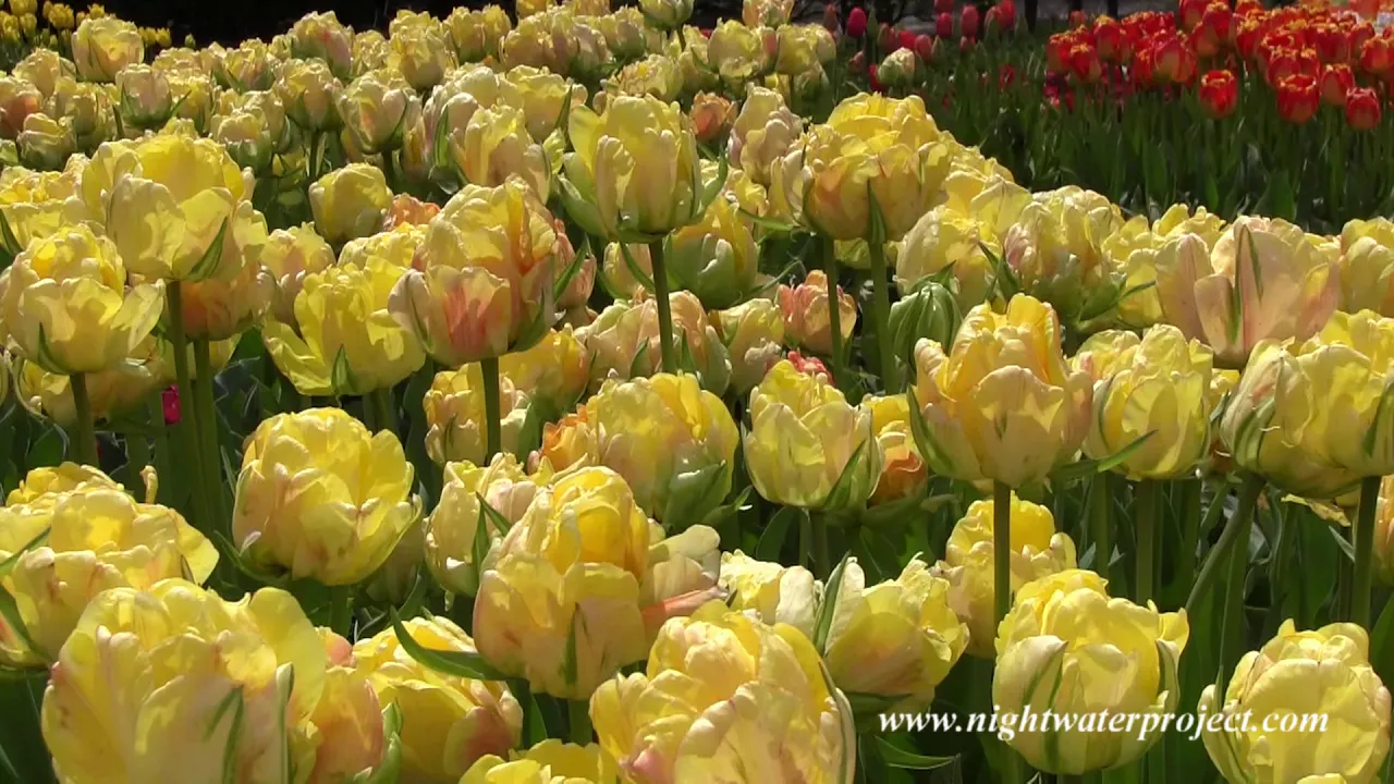 Beautiful Longwood Gardens spring blooms (HD video)