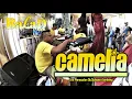 Download Lagu Balad musik - Camelia || Ulland Bulan Ft Umi Nurul ( Live pamecelan Lembang )