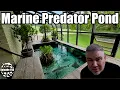 Starting a 4 000 Gallon Marine Predator Pond for my Sharks Rays