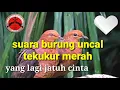 Download Lagu suara burung uncal // tekukur merah. yang lagi jatuh cinta