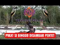 Download Lagu 💥PIKAT TEKUKUR SI BINGGO DI SAMBAR BURUNG PENTET💥