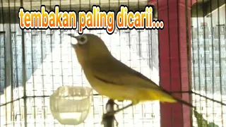 Download MASTERAN PLECI NEMBAK KEKINIAN,seminggu jamin masuk ke bahan.. pasti nembakkk MP3