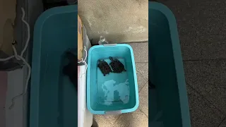                     دندنها