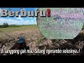 Download Lagu Ngerambo berburu Hasilnya lebih efektif dari pada nyanggong