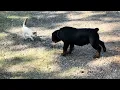 vs Rottweiler who y all put your money on