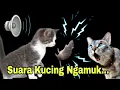 Download Lagu NGAMUK !!! Suara Kucing Berantem Bikin Tikus Rumah Kocar Kacir !!! 
