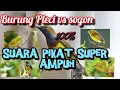 Download Lagu Suara pikat rame burung sogon vs pleci