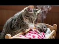 Download Lagu Homeless Kitten Cares for Baby Sibling Until Kind Friends Help 🌟🐱