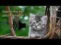 DIJAMIN KUCING PASTI NYAMPERIN!! | SUARA ANAK KUCING MEMANGGIL IBUNYA