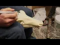 HOW TO Whitetail Taxidermy Narrow Head Form