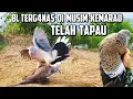 Download Lagu BL terg4nas dan pengh4ncur pikat di musim kemarau‼️Telah kita amankan🔥🔥