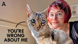 Everything You Need To Know About Cats (2-Hour Deep Dive)
