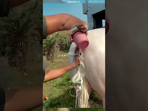 غسل ذيل الحصان بالشامبو وصدم صاحبه بالنتيجة الذهبية! 😱
