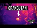 Download Lagu Heat-sensing drones spot orangutans in the Indonesian rainforest