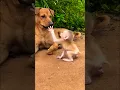 Download Lagu Little monkey \u0026 dog #shorts #monkey #dog