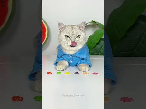 How to Make Skittles Hamburger πΉππ³ #shorts #cats