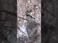 Download Lagu Grouse Thumping #hunting #outdoors #Grouse #nature #wildlife