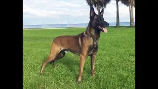 Premier Protection Dog Etan ot Vitosha