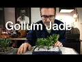 E284 Gollum Jade Cuttings