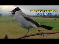 Download Lagu Suara Pikat Burung KUTILANG GACOR Ampuh untuk Suara Panggilan Burung Kutilang Liar