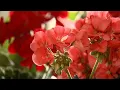 Duluth Farmers Market Opens in Time of COVID-19