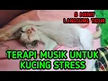 Lagu Musik Relaksasi Untuk Kucing Terbaru 2021-Terapi Musik Penghilang Stress Kucing-Musik Tidur