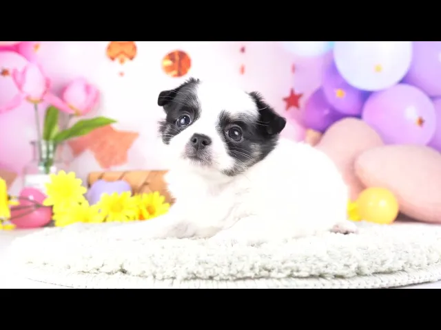 動画