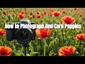 How to Photograph Red Corn Poppies