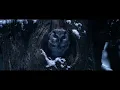 Thylacine X The Song of the Forests