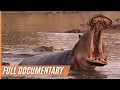 Download Lagu Close up with the Hippos - Spectacular Footage of the African Landscape | Full Documentary