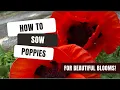 How To Sow Poppies For Beautiful Blooms