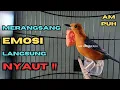 Download Lagu Merangsang Emosi Dalam Hitungan Detik, Terapi Macet Bunyi Jadi Gacor || HW ANIS MERAH CHANNEL
