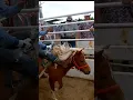 Download Lagu Jimmy Ellingson mini bareback ride 2022 swan river rodeo