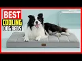 Top 5 Best Cooling Dog Beds 2026