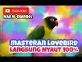 Download Lagu Masteran Lovebird ngekek Panjang