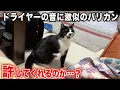 Download Lagu When I used clippers on a cat that hates hair dryers, I got an unexpected reaction...!