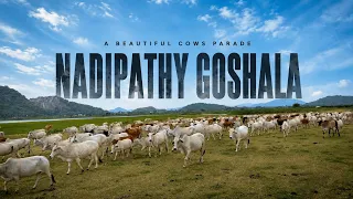 Cows Parade ! These Cows Cause Traffic jams in Nature's Hills | Nadipathy Goshala