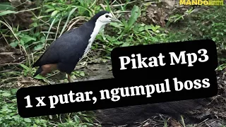 sound of lure ruak mp3 bird ruak sound ruak mp3 ruak ruak not up to 1 round mandauel