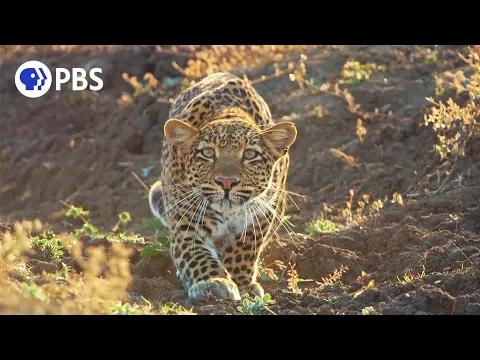 Download MP3 Leopard Hunts Baboon in Broad Daylight